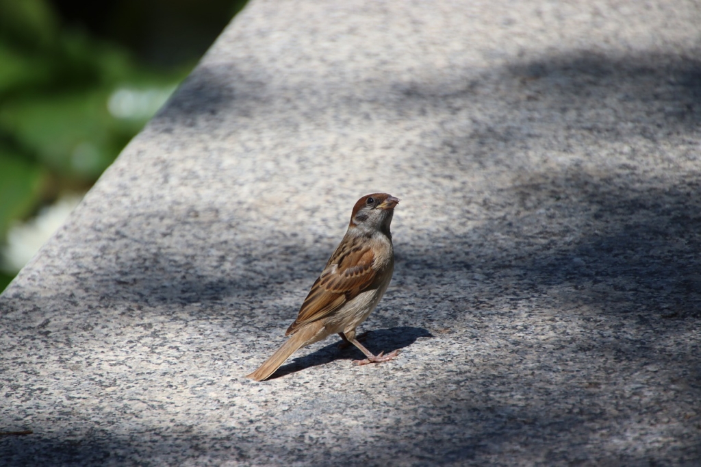 House Sparrow Passerine Bird  - Lancier / Pixabay