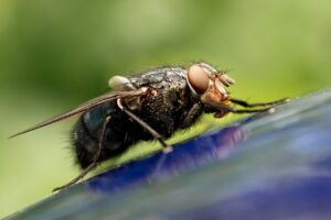 housefly fly insect compound eyes 6221535