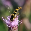 Hoverfly Flower Fly Pollination  - Uschi_Du / Pixabay