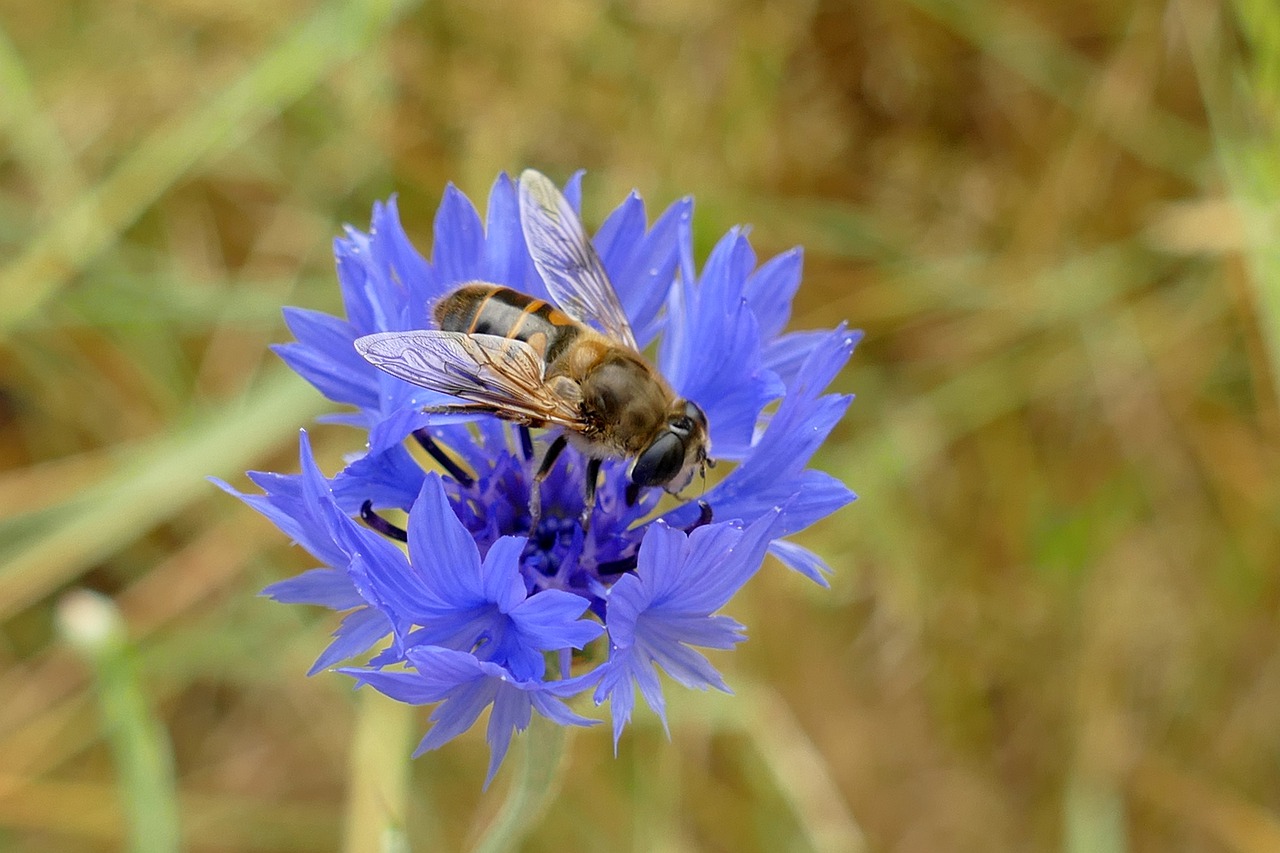 Hoverfly Two Winged Diptera Bug  - MrsBrown / Pixabay