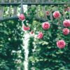 pink roses hanging on wooden arch