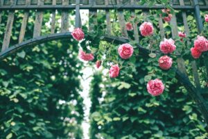 pink roses hanging on wooden arch