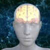 Human Brain Avatar Biology  - TheDigitalArtist / Pixabay
