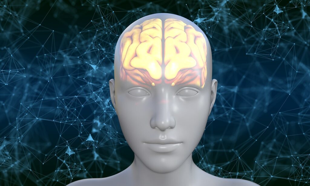 Human Brain Avatar Biology  - TheDigitalArtist / Pixabay