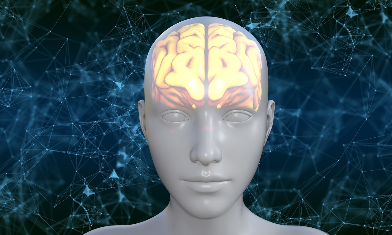 Human Brain Avatar Biology  - TheDigitalArtist / Pixabay