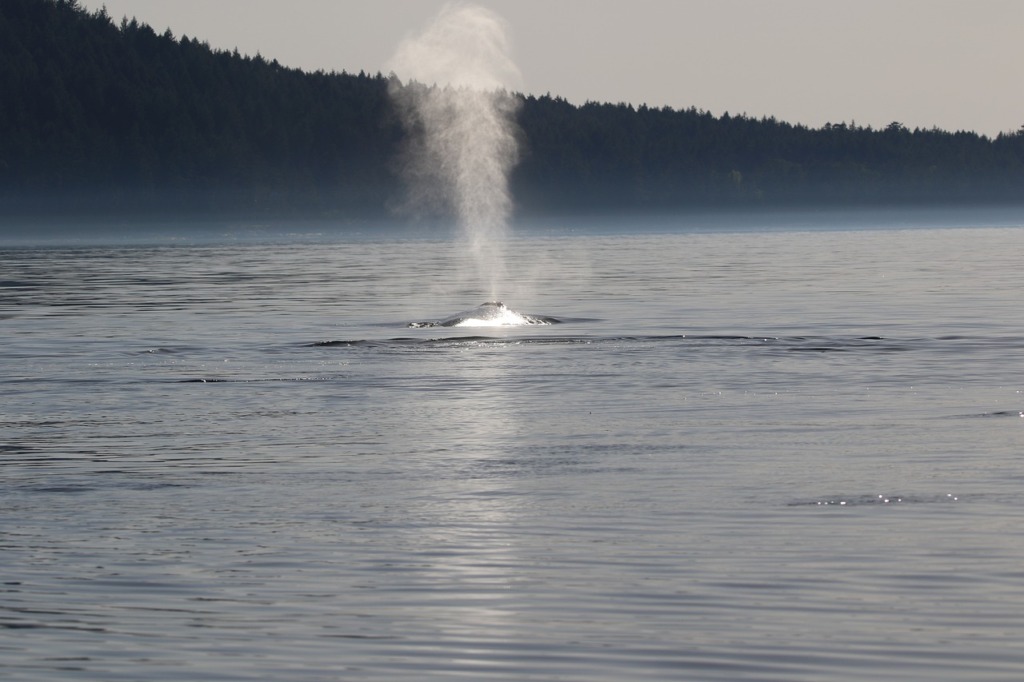 Humpback Whale Blow Water Sea  - AllThingsCoastal / Pixabay