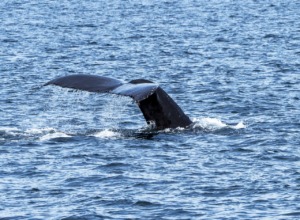 Humpback Whale Canada Ocean Whale  - schliff / Pixabay