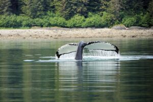 Humpback Whale Tail Sea Whale  - Herrcut / Pixabay