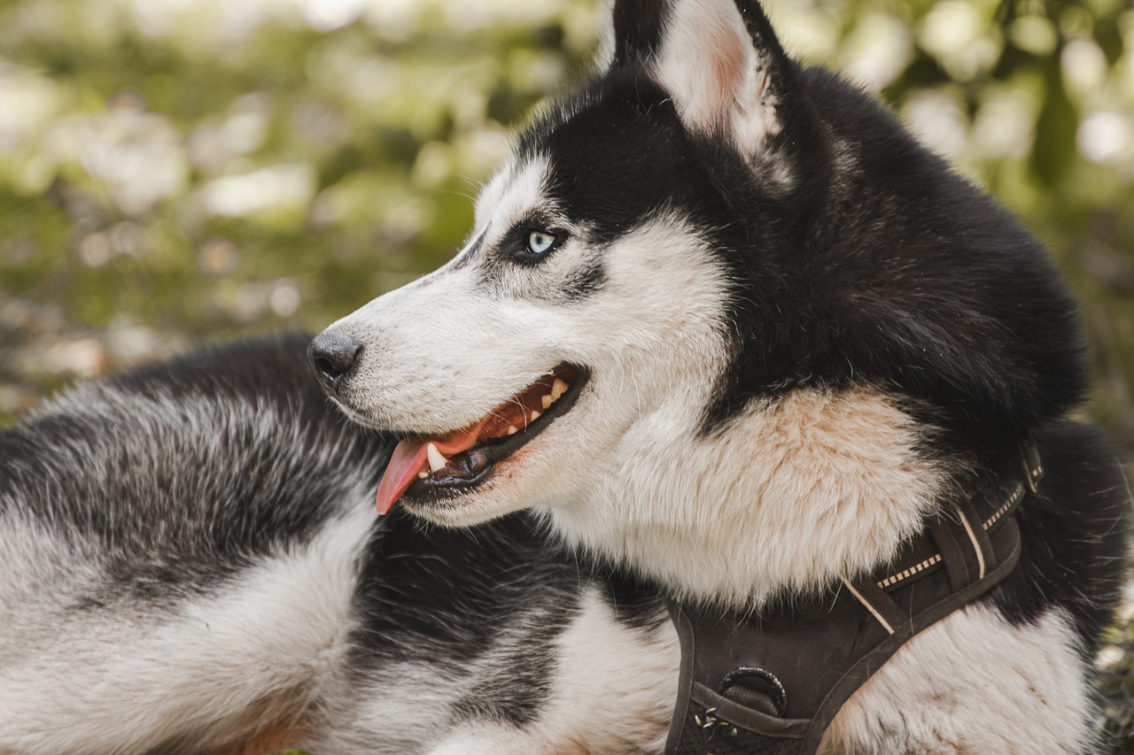 Husky Dog Domestic Animal Mammal  - Alexas_Fotos / Pixabay