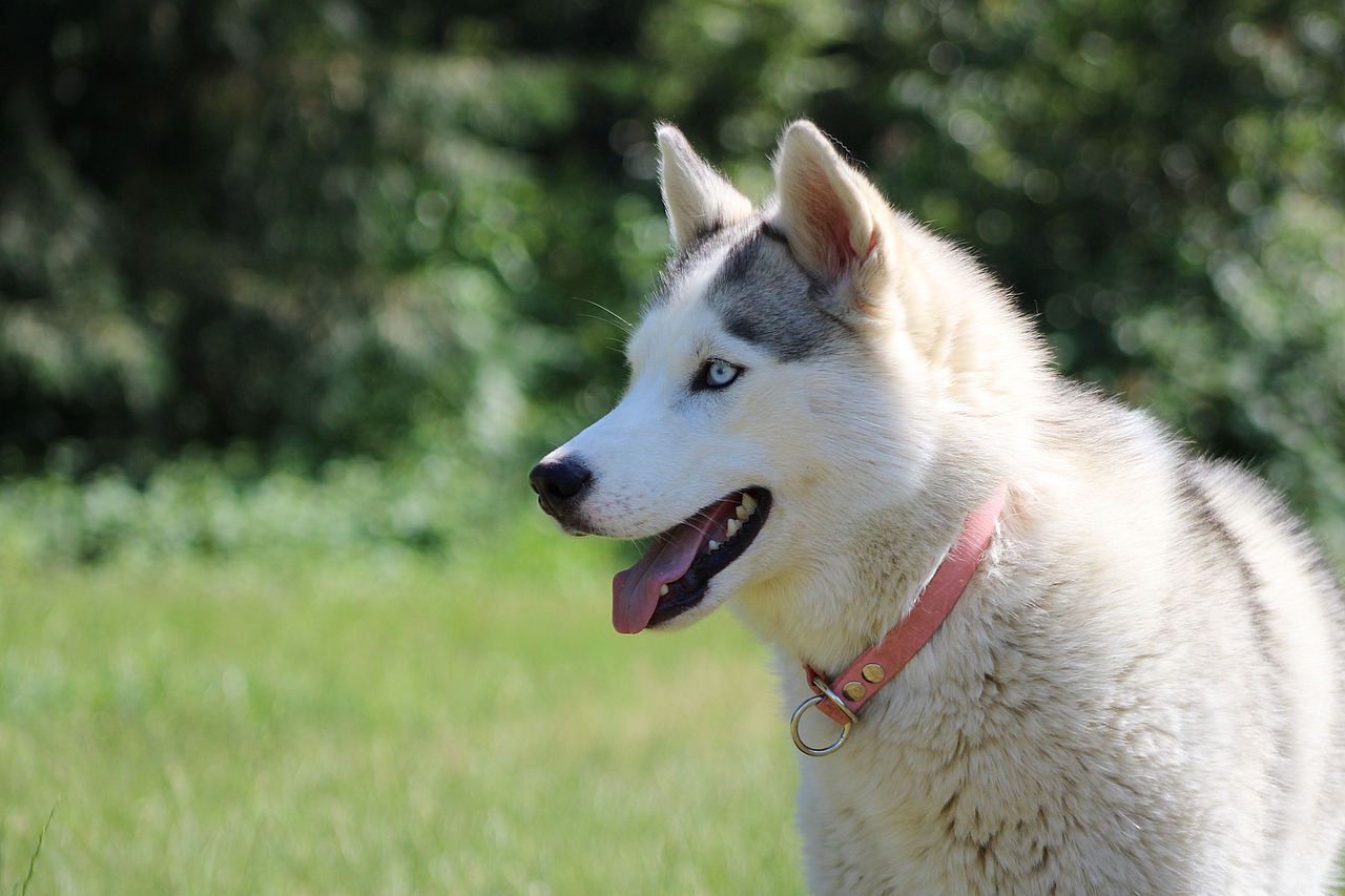 Husky Siberian Husky Dog  - Jeannette1980 / Pixabay