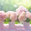 Hydrangeas Pink Hydrangeas Bouquets  - JillWellington / Pixabay