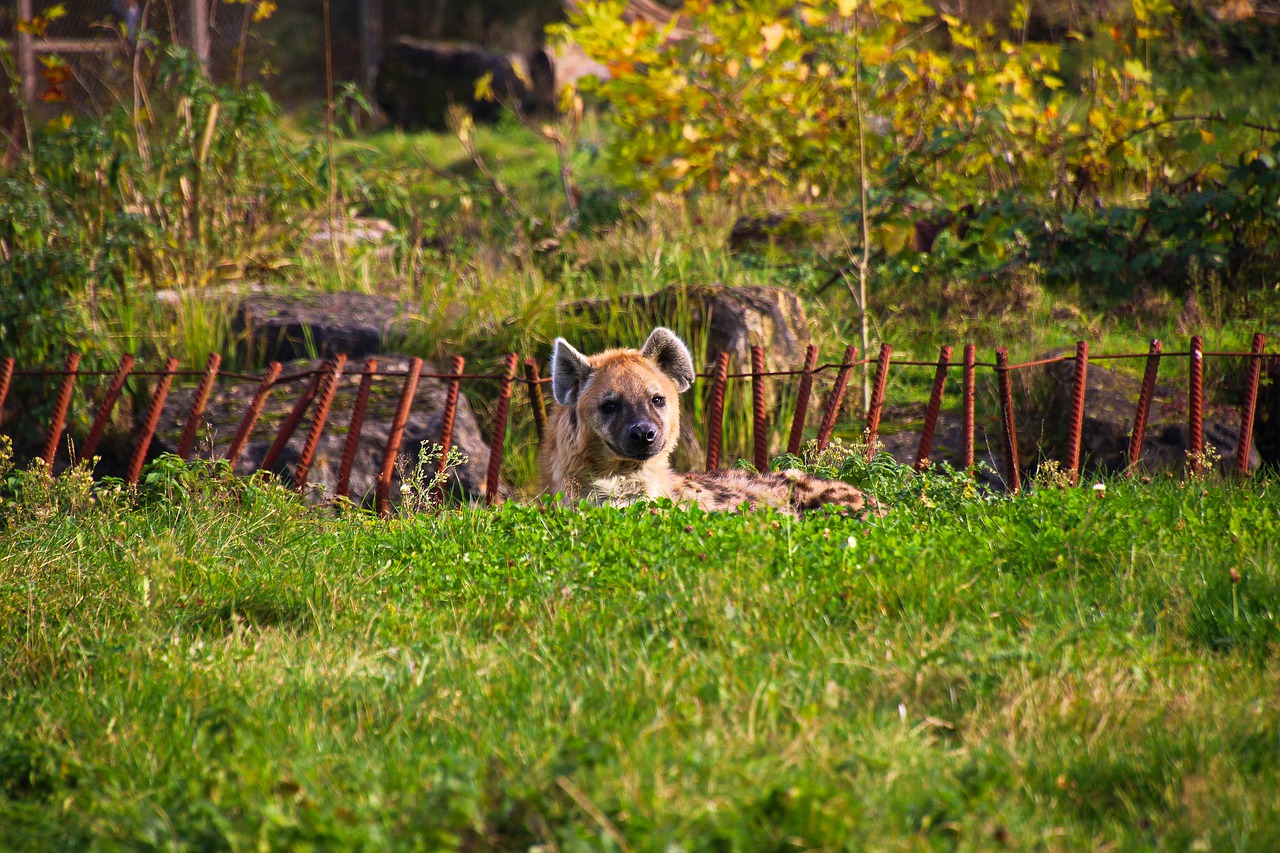 Hyena Animal Mammal Predator  - Pascal_photography / Pixabay