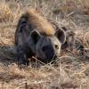 Hyena Wildlife Wild Africa Safari  - mlproject / Pixabay