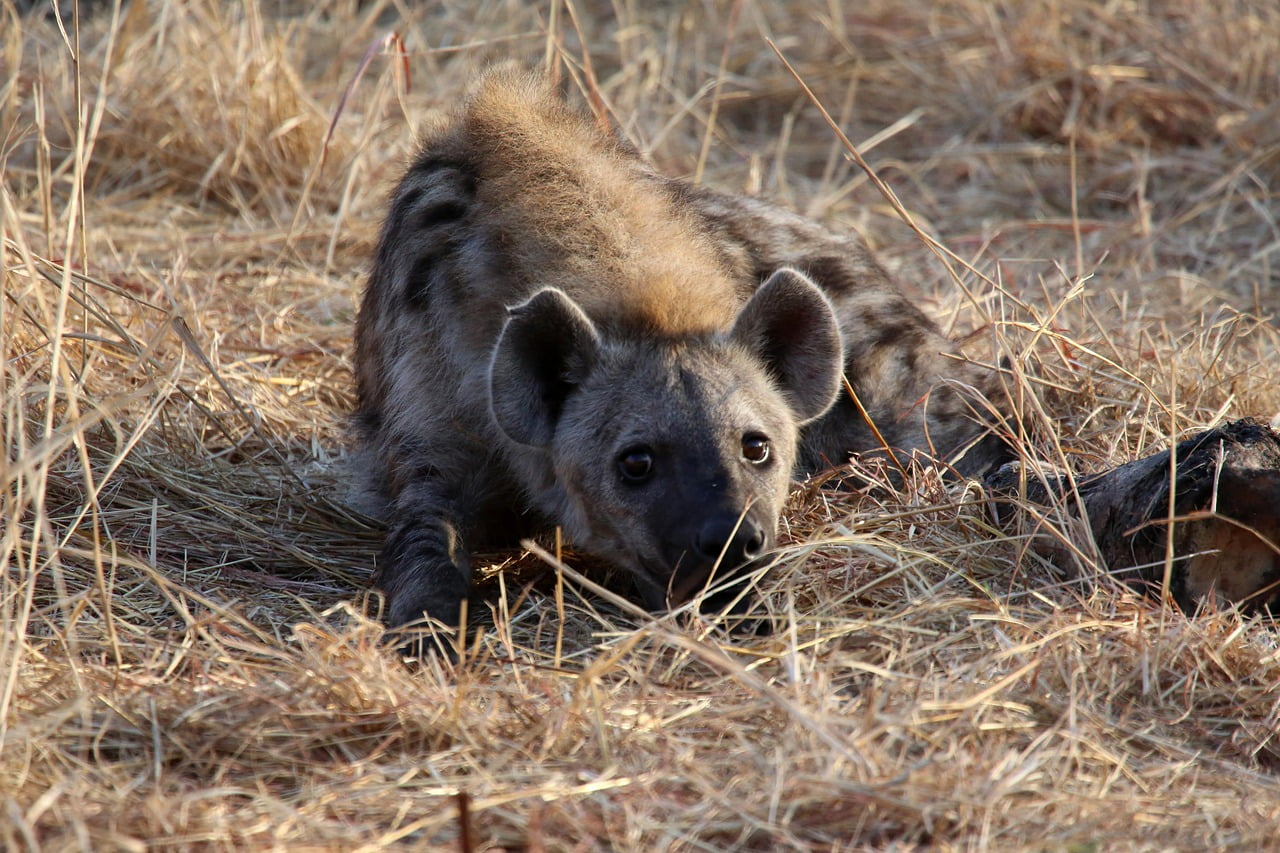 Hyena Wildlife Wild Africa Safari - mlproject / Pixabay