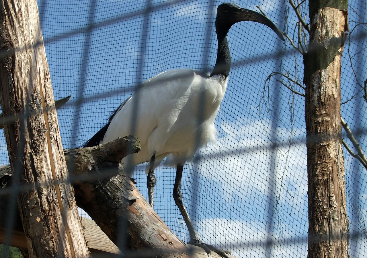 Ibis Nature P Bird Beak Pen  - wawaleszek / Pixabay