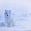 iceland arctic fox fox white 1979445