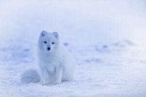 iceland arctic fox fox white 1979445