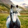 iceland horse pony wild landscape 2420768