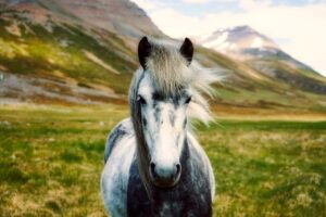iceland horse pony wild landscape 2420768