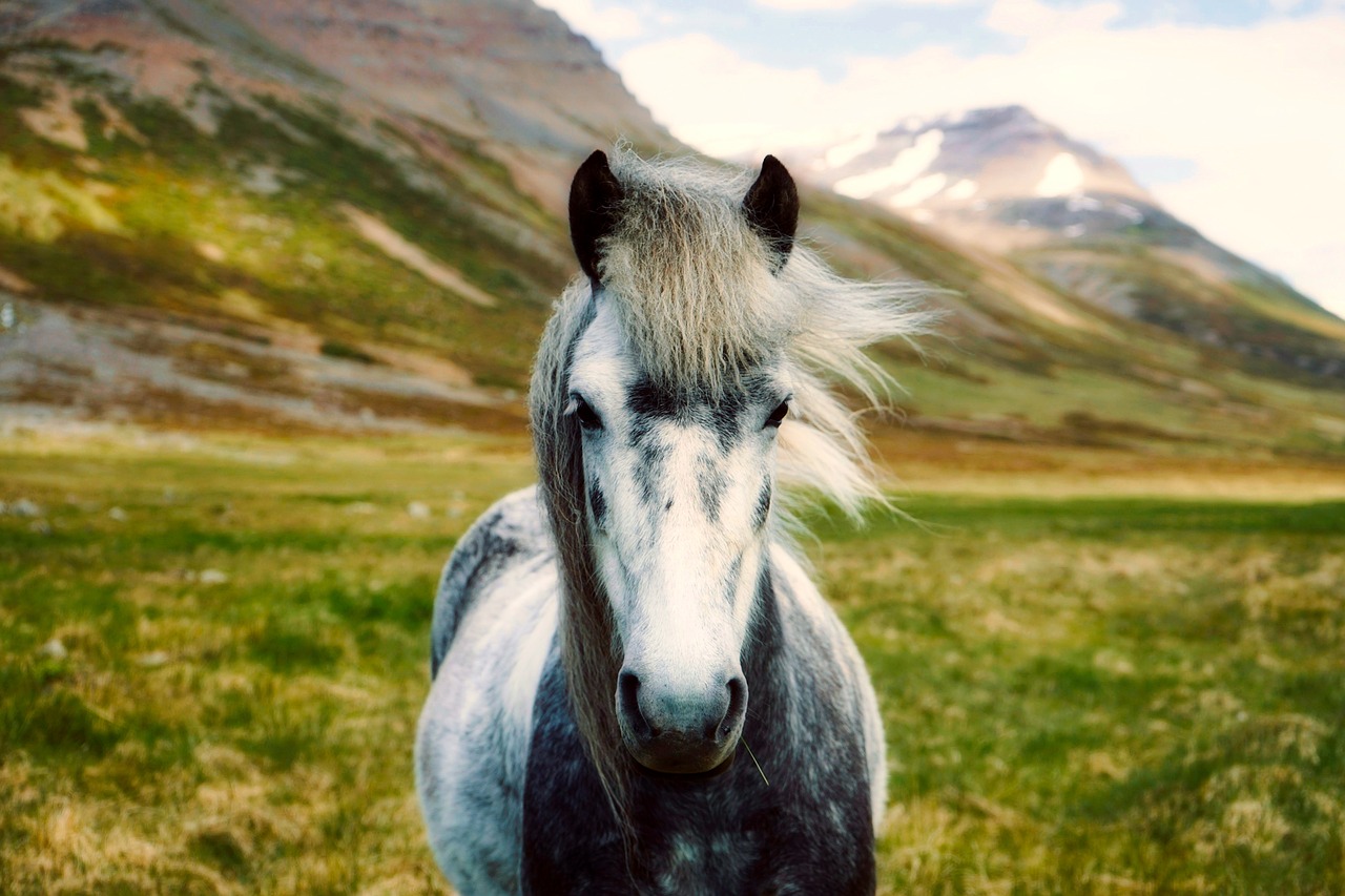 iceland horse pony wild landscape 2420768