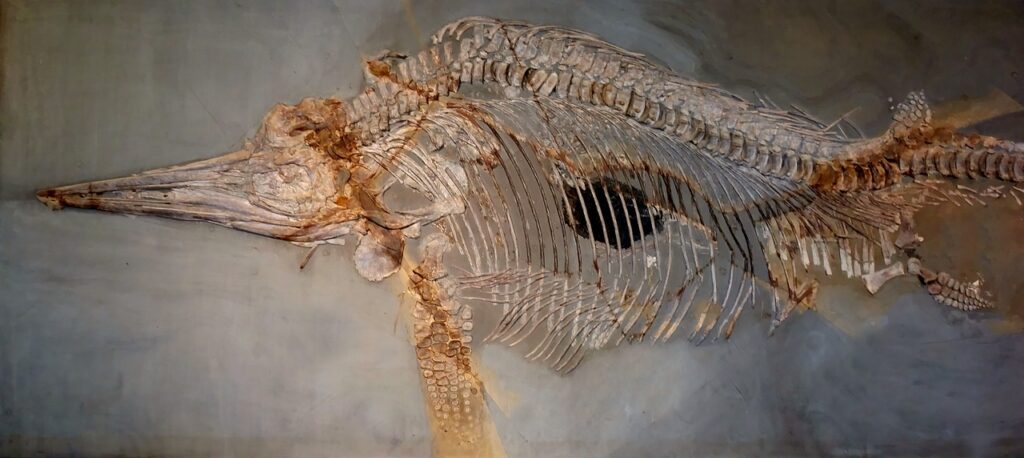Ichthyosaurs Dinosaur Petrification  - kordi_vahle / Pixabay