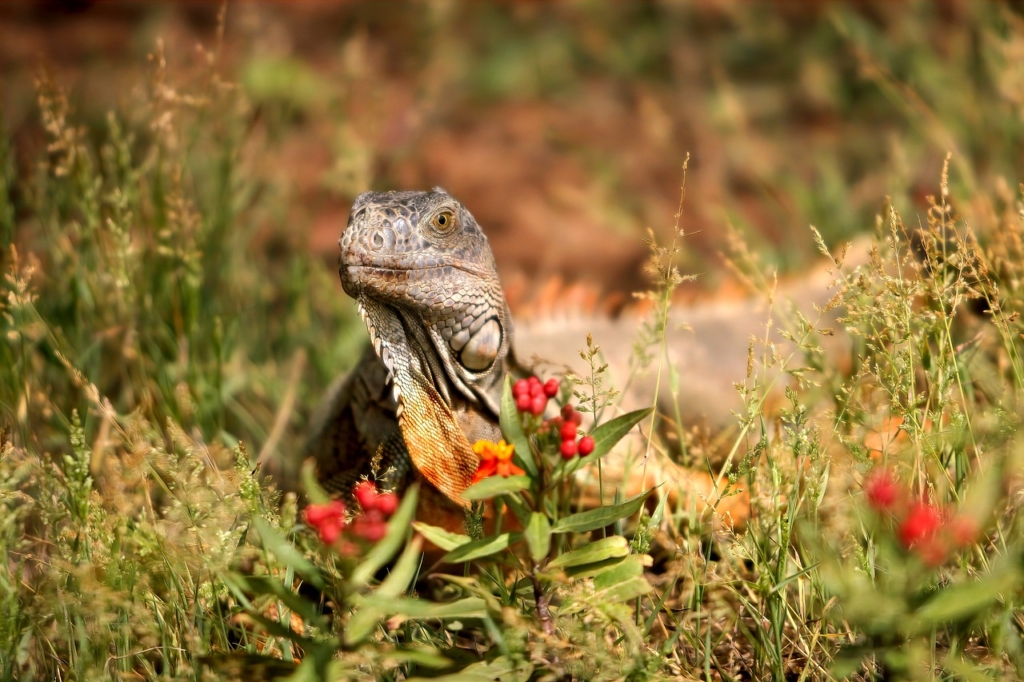 Iguana Reptile Lizard Scaly Meadow  - Sekau67 / Pixabay