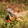 Iguana Reptile Lizard Scaly Meadow  - Sekau67 / Pixabay