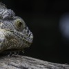 Iguana Reptile Scaly Dragon Scales  - Anilsharma_26 / Pixabay