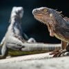 Iguanas Reptiles Lizard Dragon  - Lostangelino / Pixabay