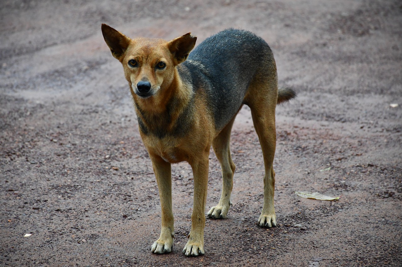 Indian Dog Stray Dog Puppy Dog  - Abhi_Jacob / Pixabay