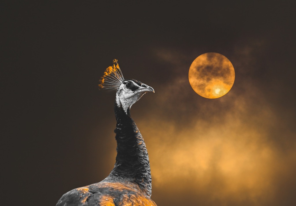 Indian Peafowl Bird Moon Sky  - roshan_bhatia / Pixabay