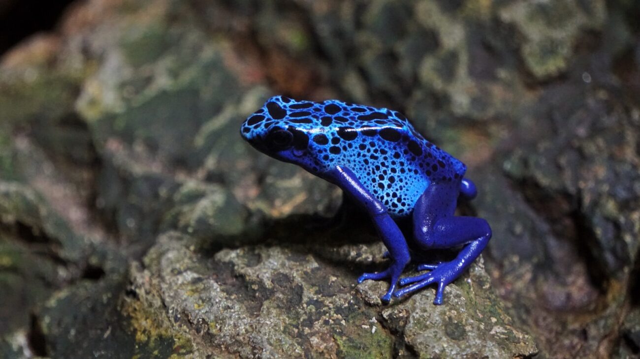 blue frog