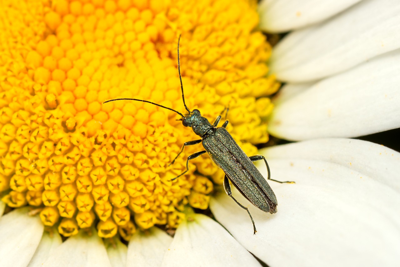 Insect Beetle Blossom Bloom Flower  - mirey2222 / Pixabay