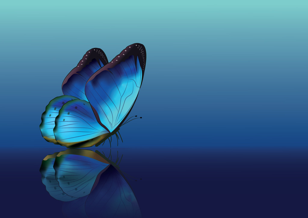 Insect Butterfly Entomology  - Sztrapacska74 / Pixabay