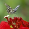 Insect Butterfly Entomology  - IMGMIDI / Pixabay