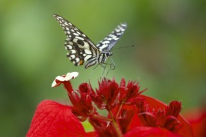 Insect Butterfly Entomology  - IMGMIDI / Pixabay