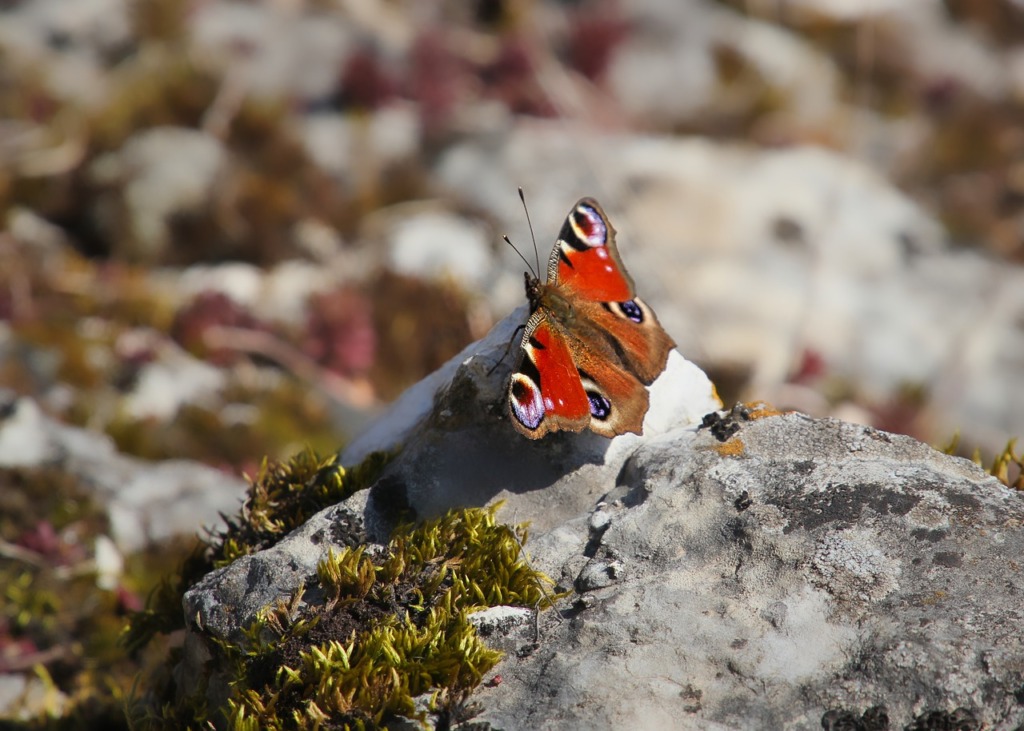 Insect Butterfly Entomology Wings  - alandsmann / Pixabay