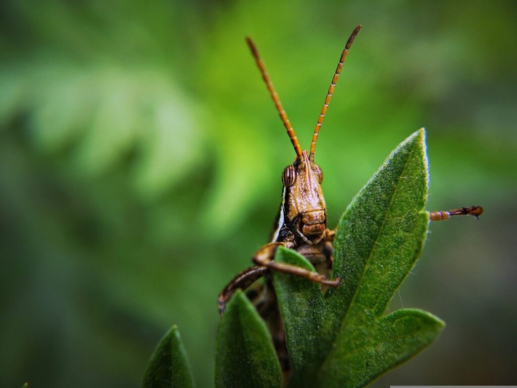 insect grasshopper bug plant 3971001