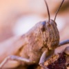Insect Grasshopper Entomology  - snibl111 / Pixabay
