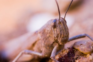 Insect Grasshopper Entomology  - snibl111 / Pixabay
