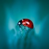 Insect Ladybug Entomology Species  - GjataErvin / Pixabay