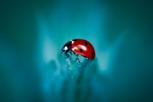 Insect Ladybug Entomology Species  - GjataErvin / Pixabay