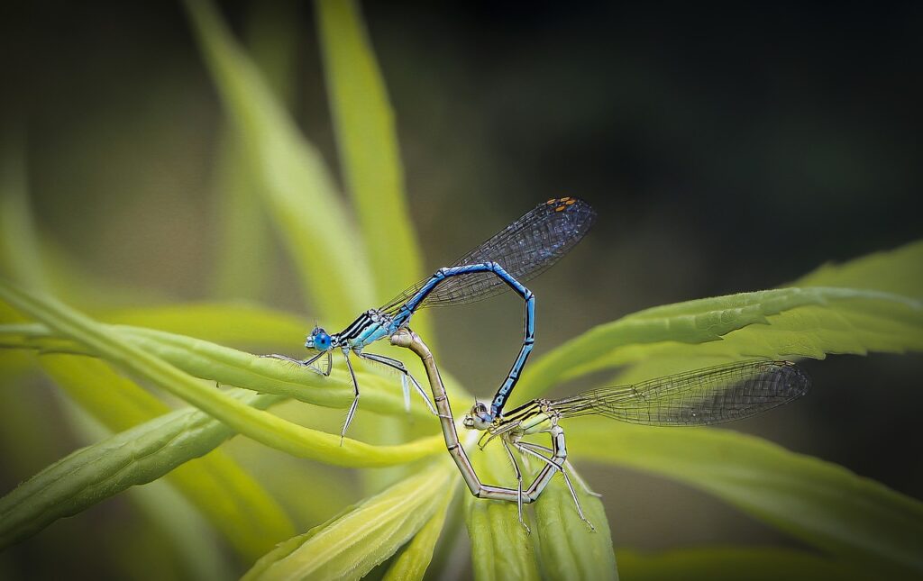 Insect Wa%C%BCka Nature Macro  - Gab-Rysia / Pixabay