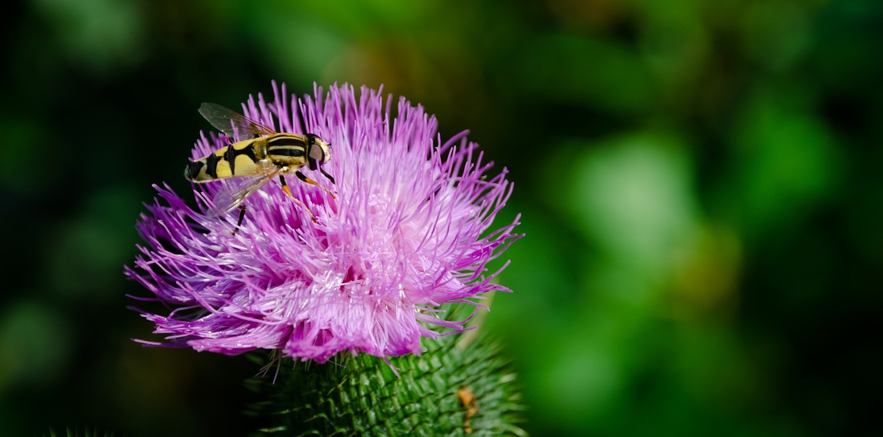 Insects Yellow Bee Animal Nature  - Dar1930 / Pixabay
