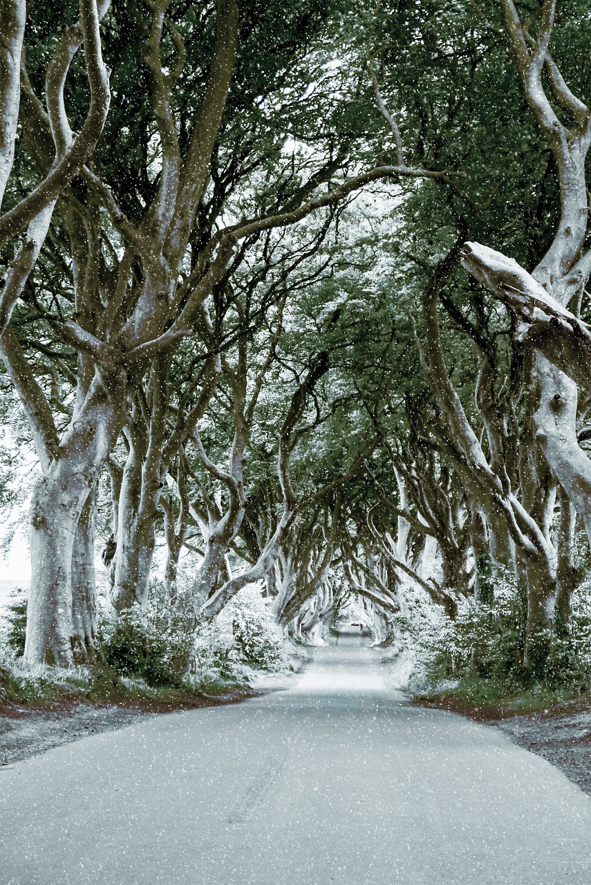 Ireland The Dark Hedges Beech Trees - ArtTower / Pixabay