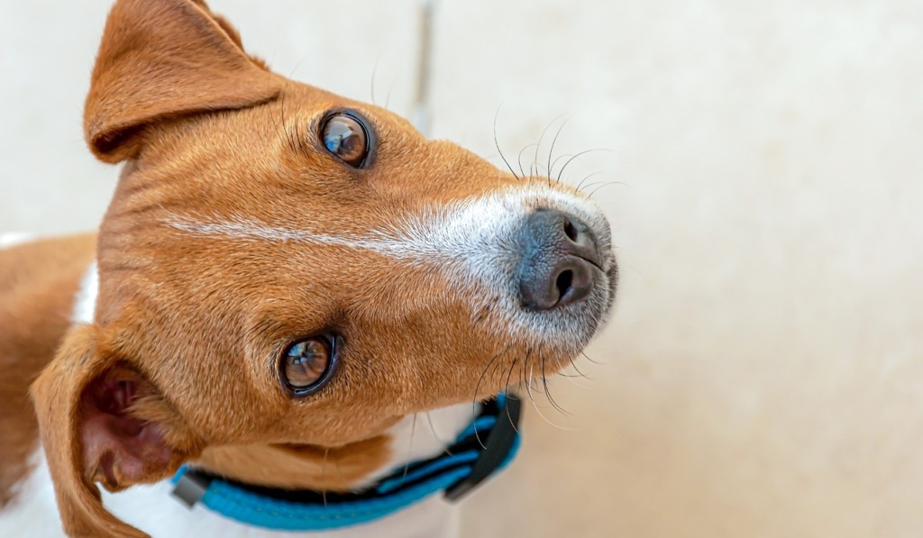 Jack Russell Terrier Terrier Dog  - Ri_Ya / Pixabay