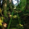 Japan Aso Shrine Stairs Moss  - DeltaWorks / Pixabay