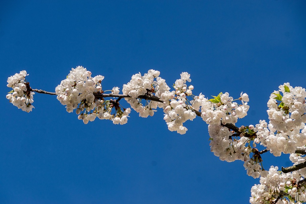 Japan Cherry Blossom Spring  - ustm66 / Pixabay