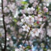 Japan Flowers Cherry Blossoms Plant  - haru_525 / Pixabay