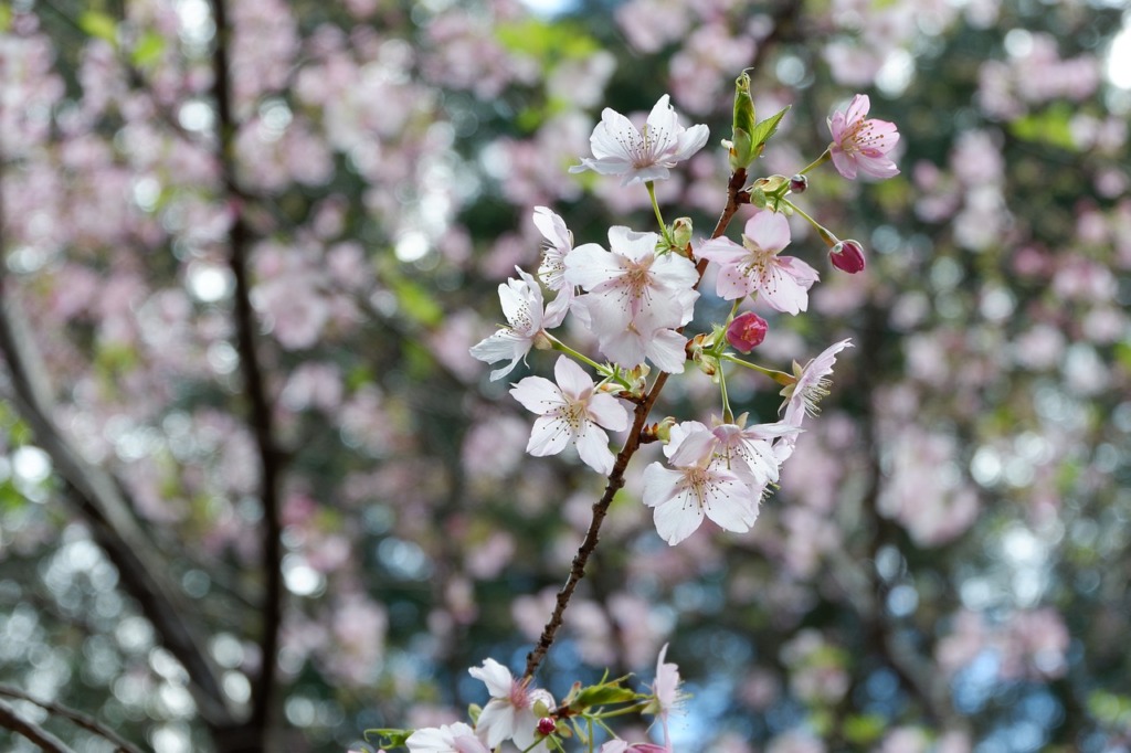 Japan Flowers Cherry Blossoms Plant  - haru_525 / Pixabay